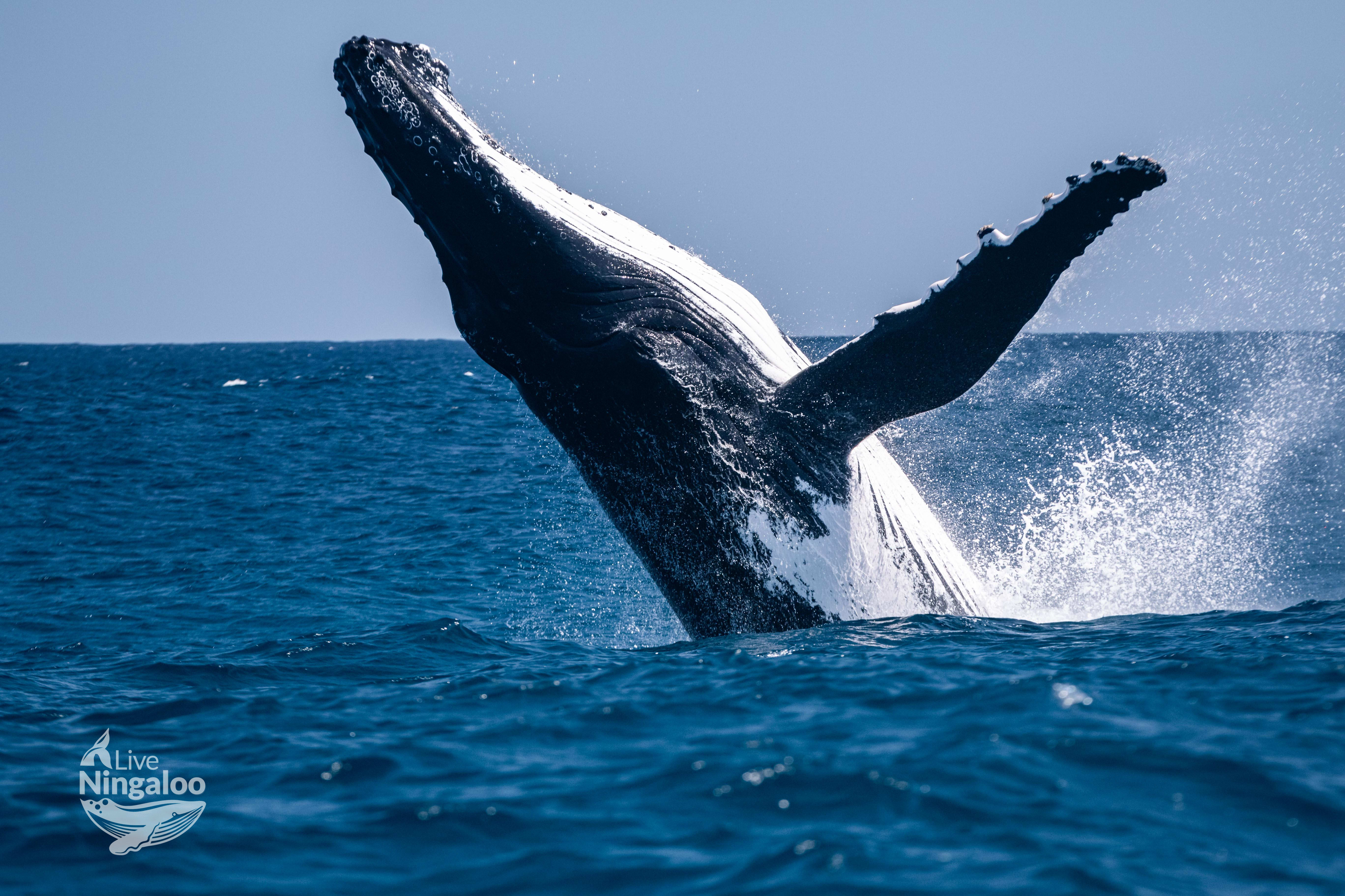 Live Ningaloo
