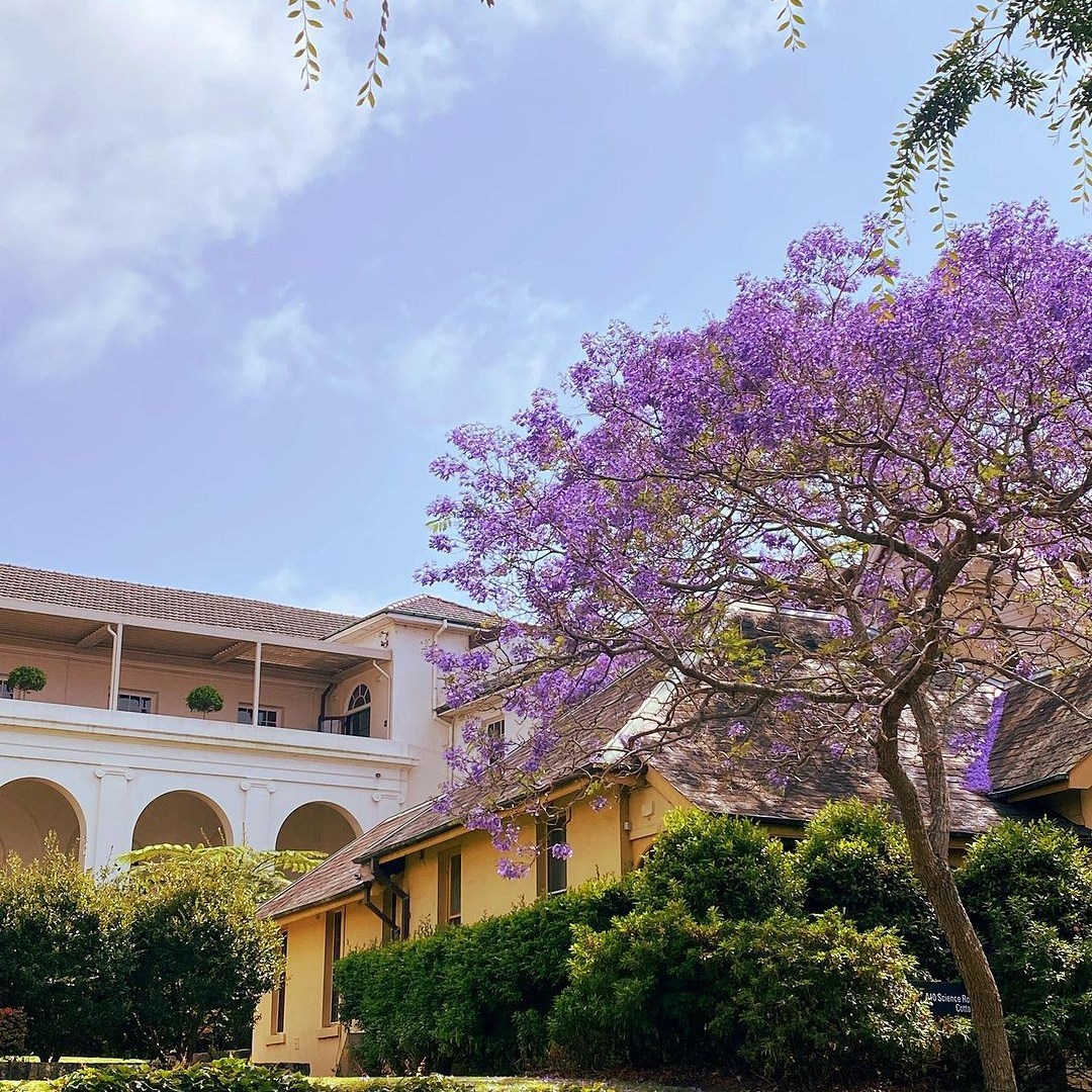 University of Sydney (Image Credit: @flora_of_usyd)