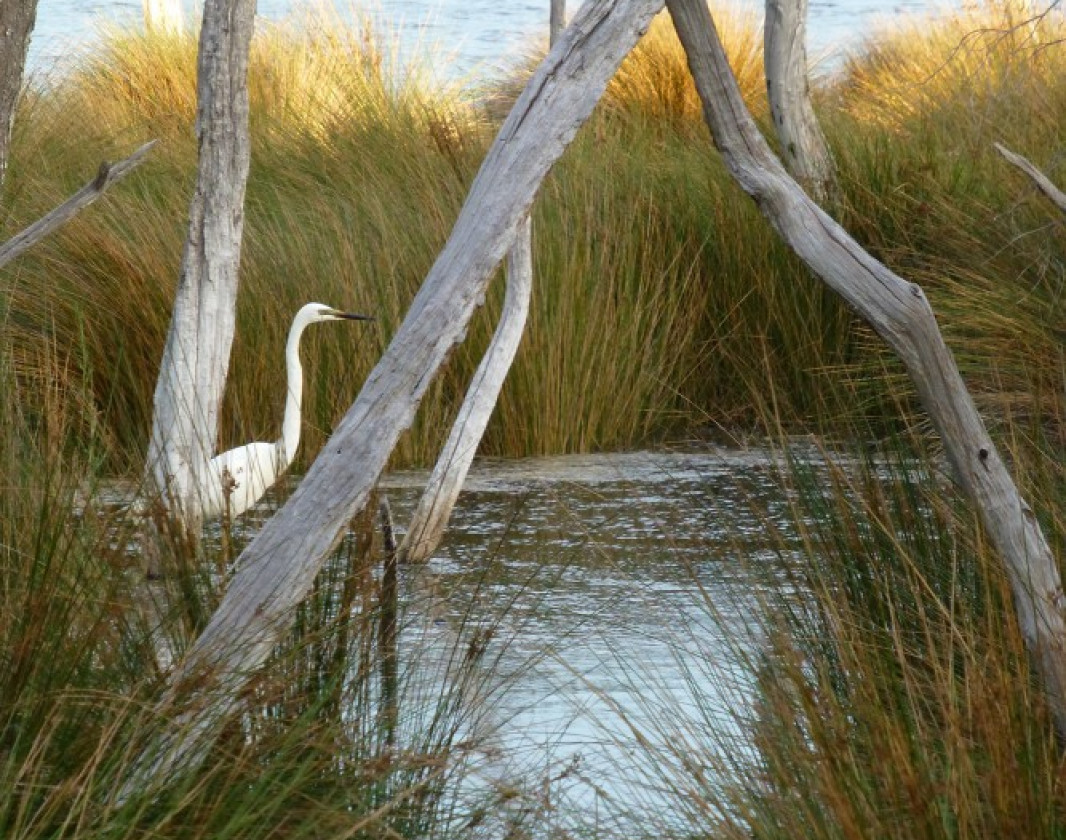 Baigup Wetland (Image Credit: Trails WA)