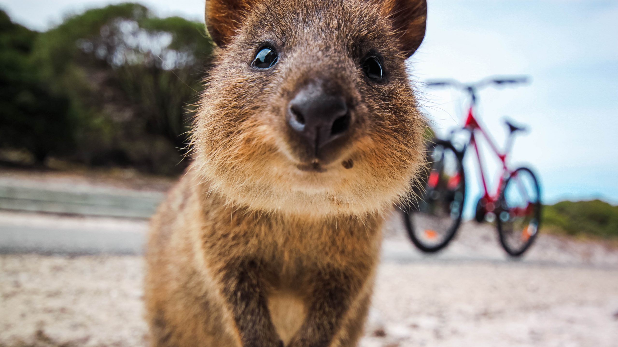Rottnest Island
