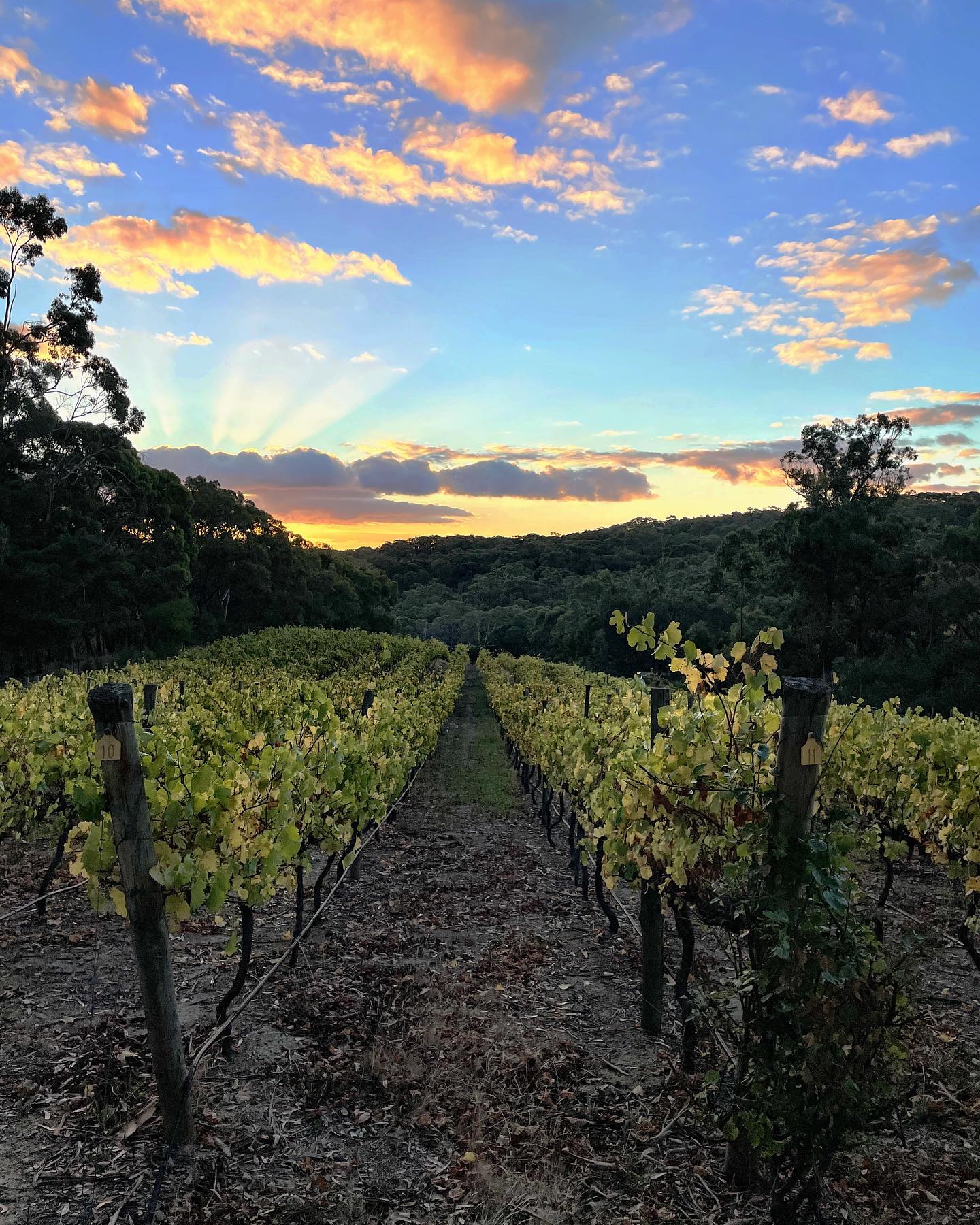 Between the Vines