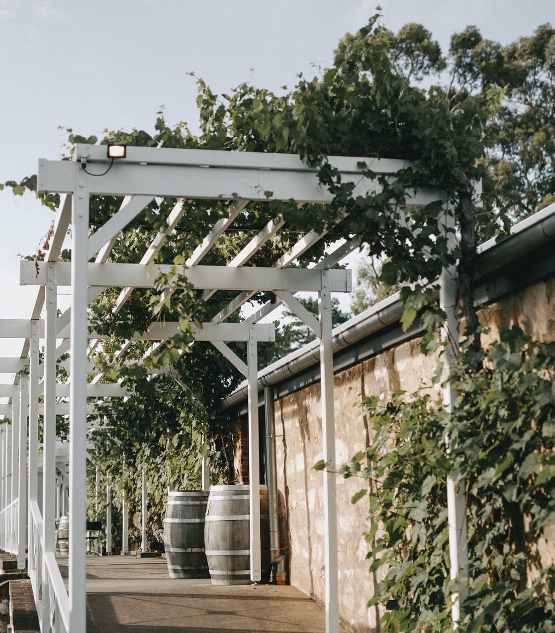 Saltram Wines