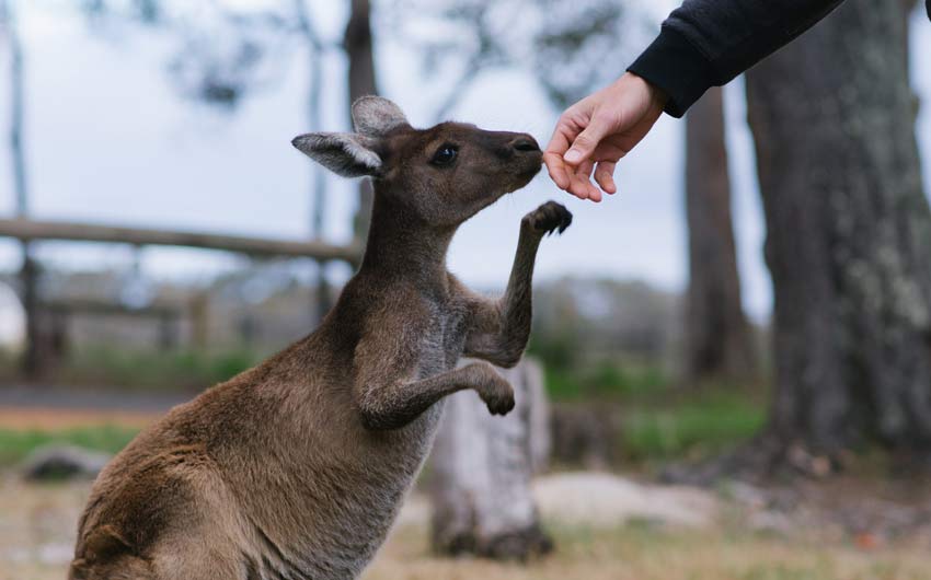Margaret River Hideaway and Farmstay