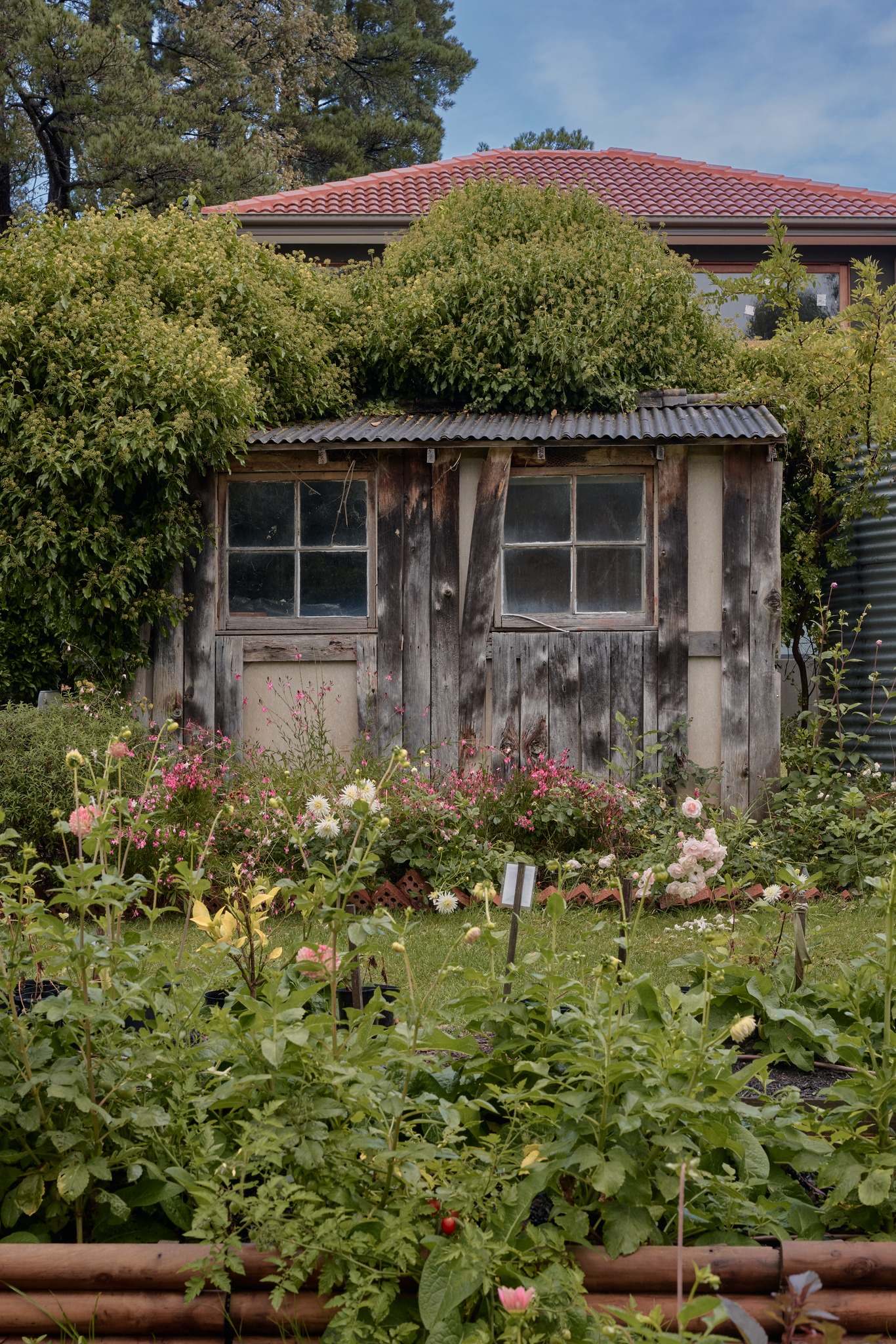Harvest Homestead 