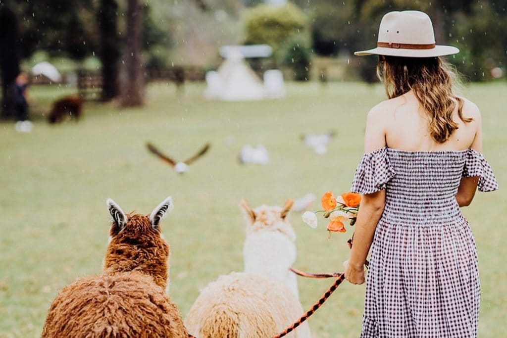 Alpaca Picnics at O’Reilly’s Canungra Valley Vineyards