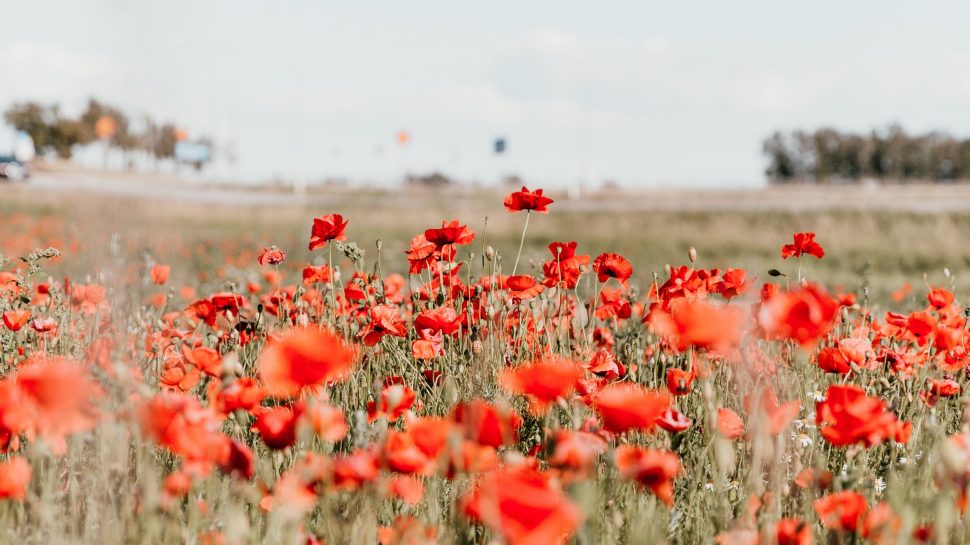 Anzac Day 