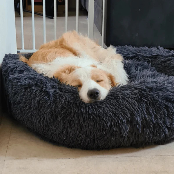 Pet Parlour