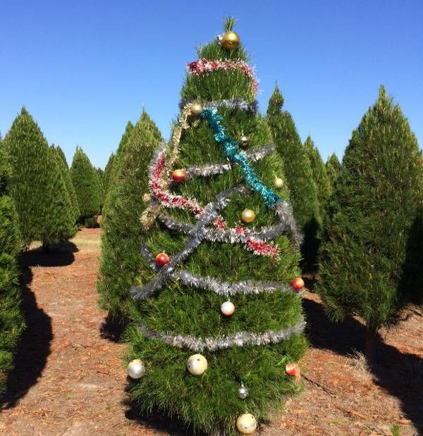 Coburg Christmas Trees