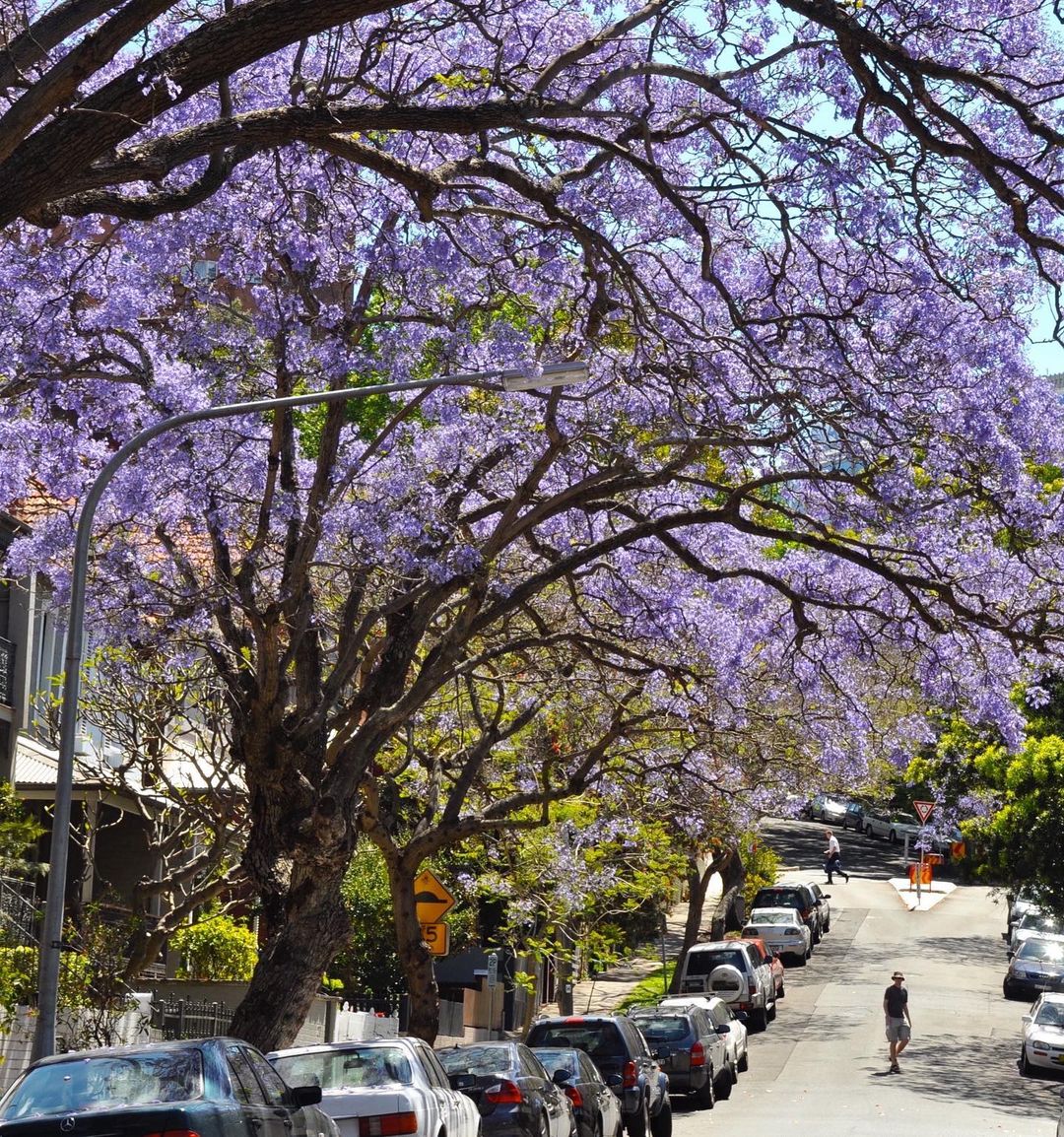 Kirribilli (Image Credit: @ig.happyaustralia)