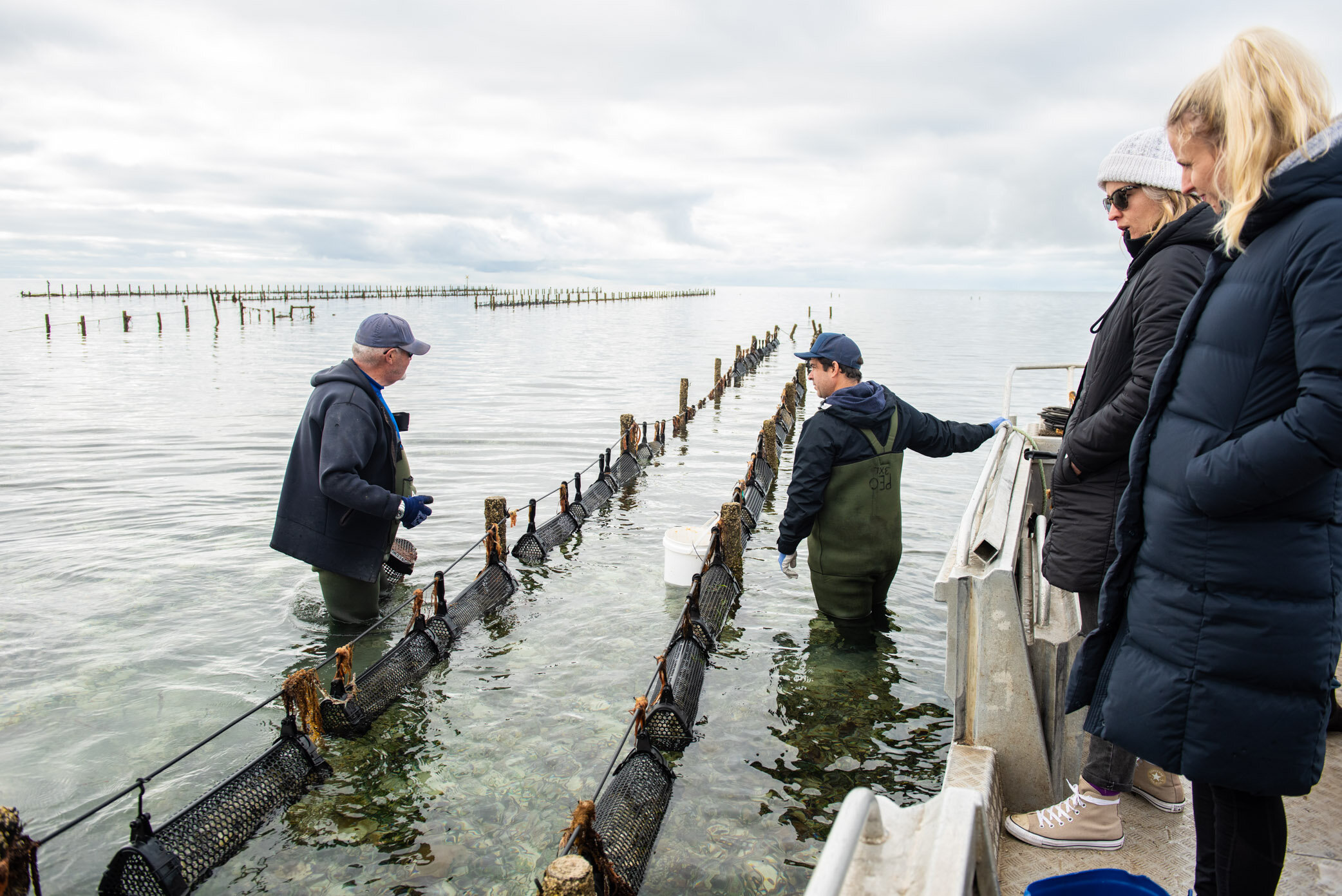 Pacific Estate Oysters 