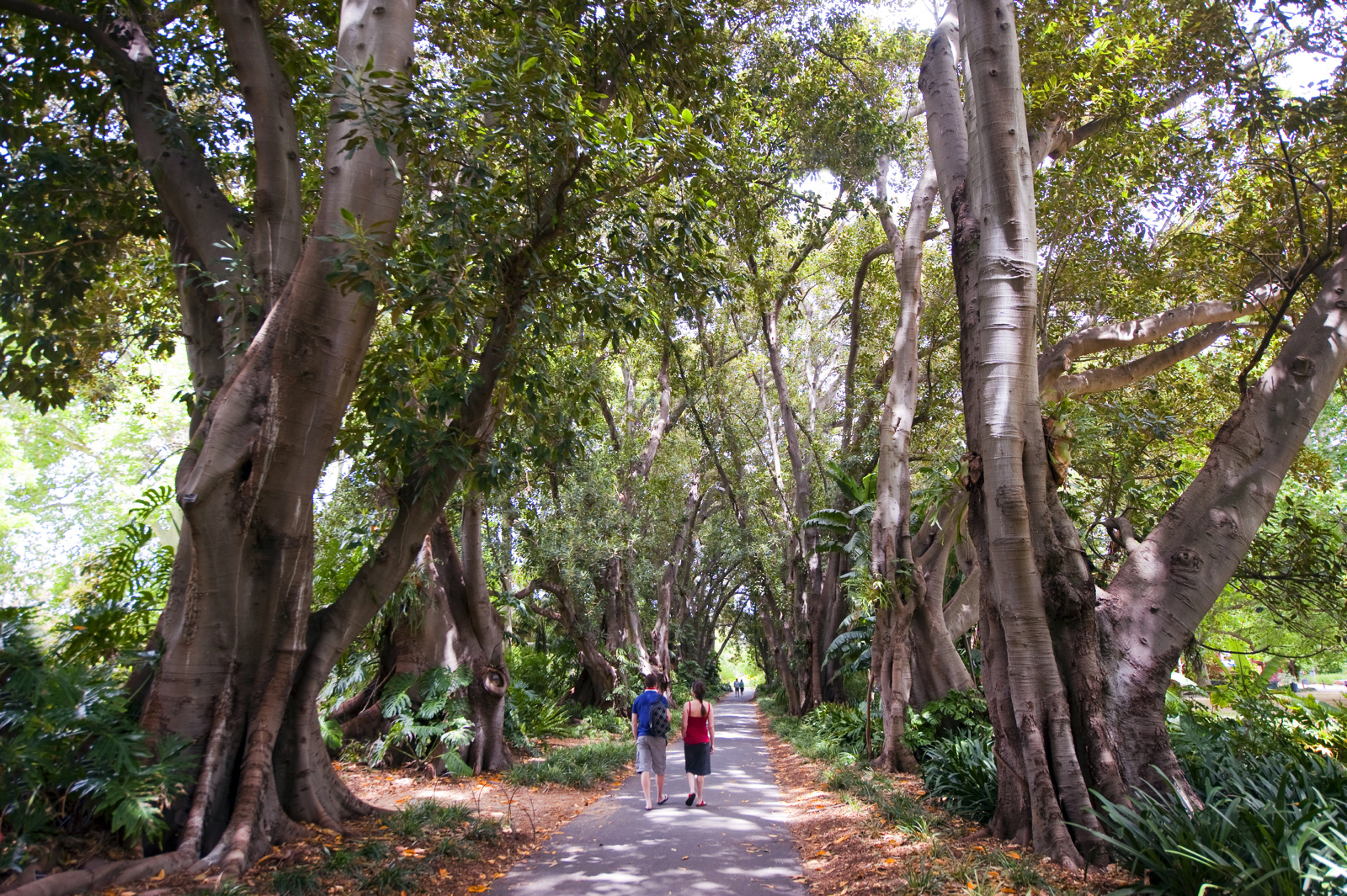 Adelaide Botanic Gardens