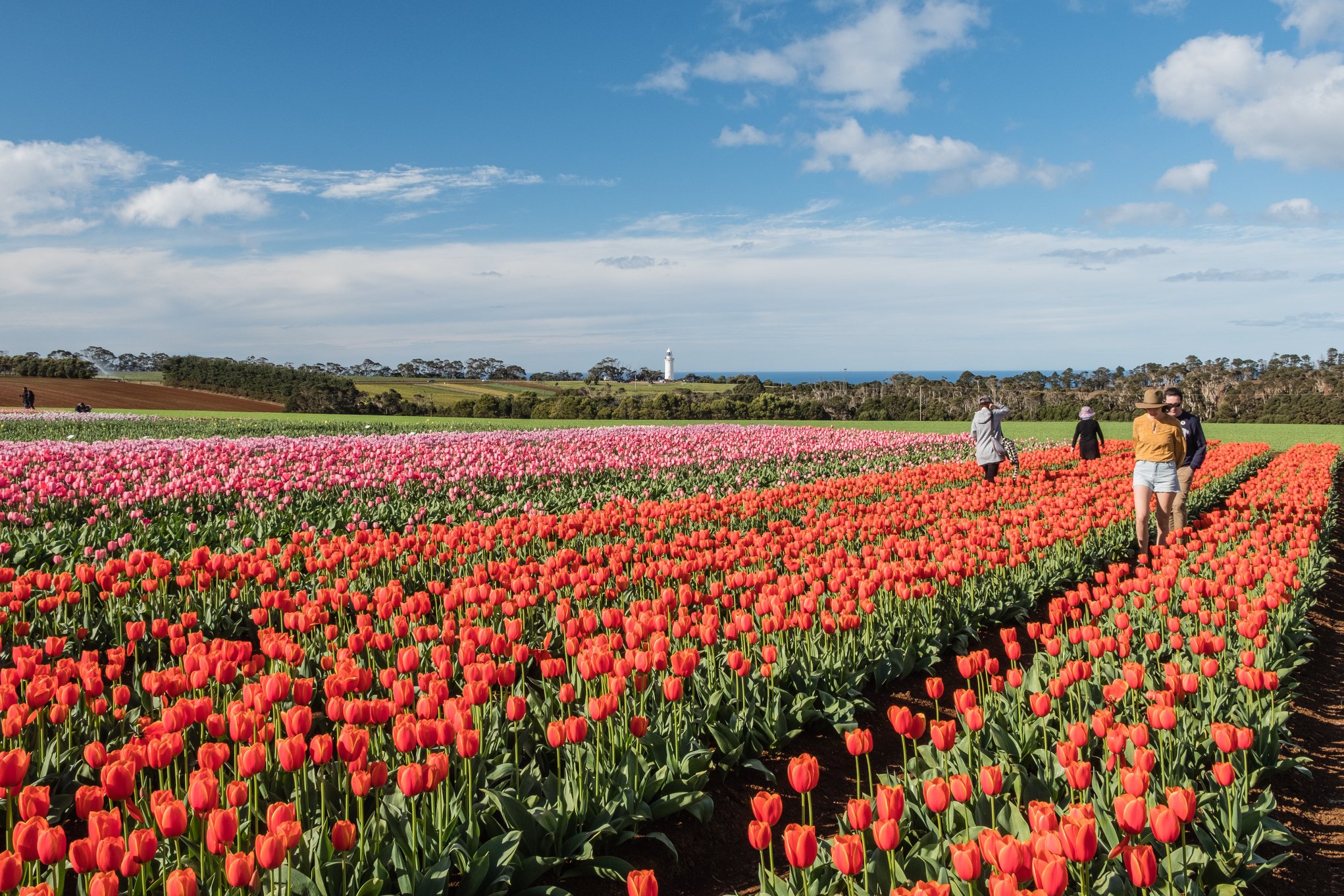 Table Cape Tulip Farm