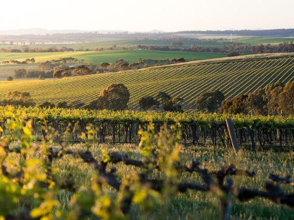 Taylors Wines