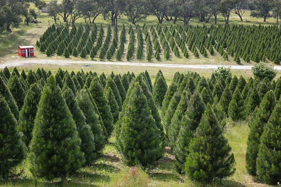 Ports Christmas Tree Farm