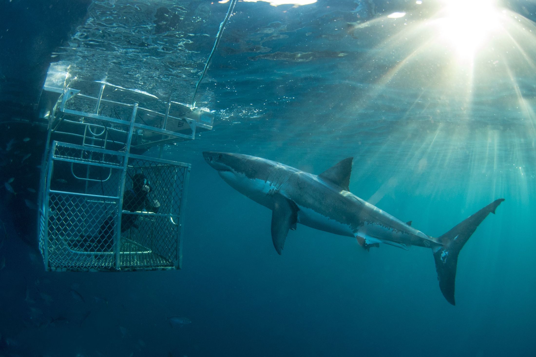 Rodney Fox Shark Cage Diving