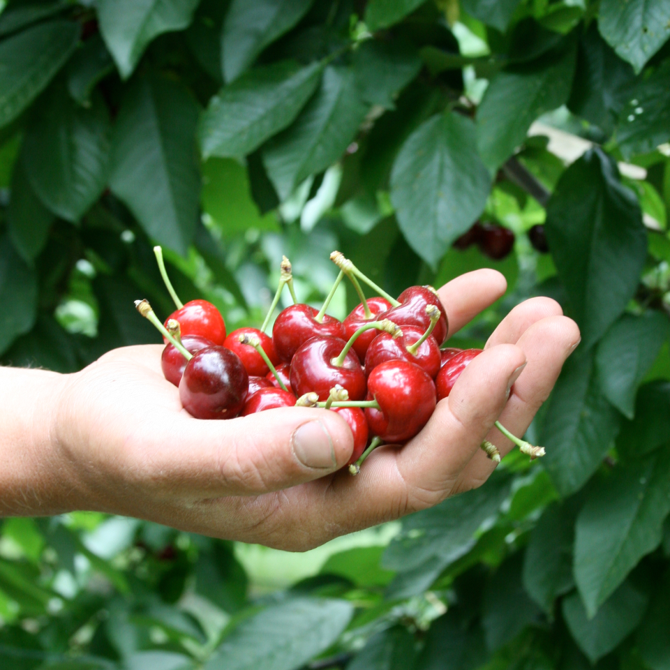 Naturipe Fruit Farms 