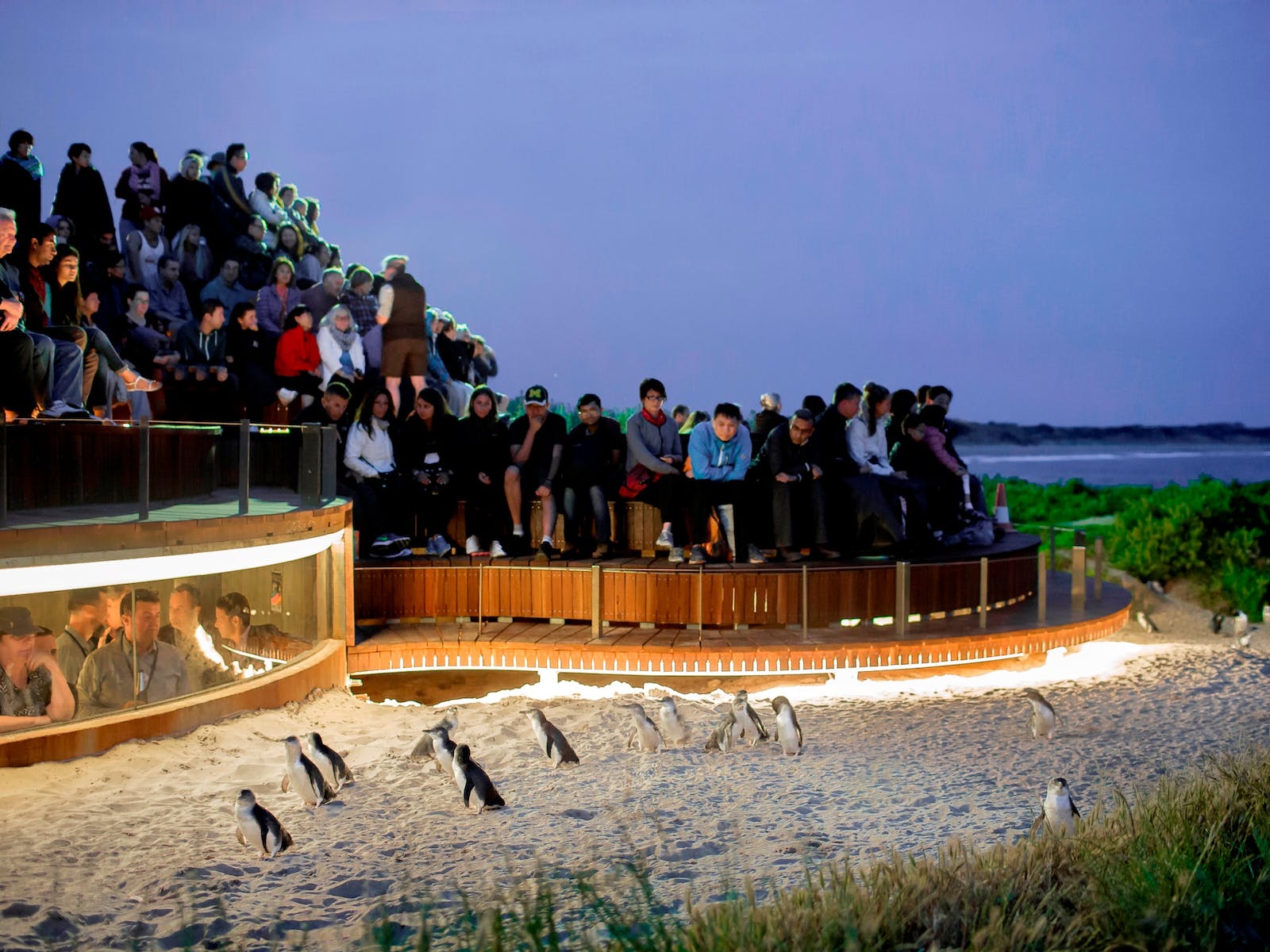 Phillip Island Penguins (Image Credit: Visit Melbourne)