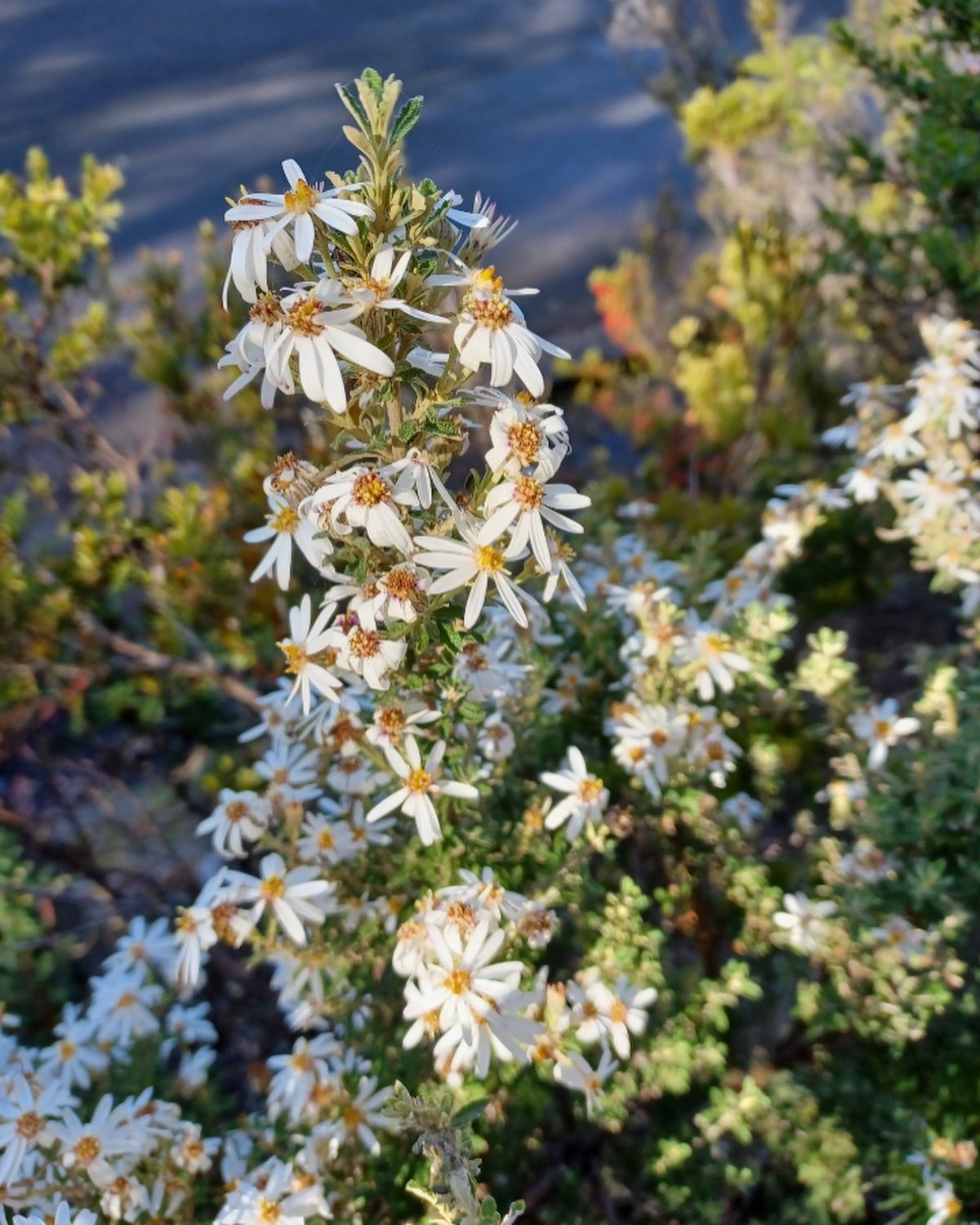kunanyi / Mount Wellington 