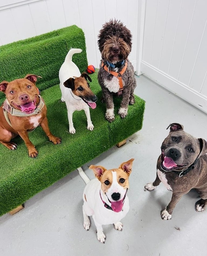 Dogwise Daycare