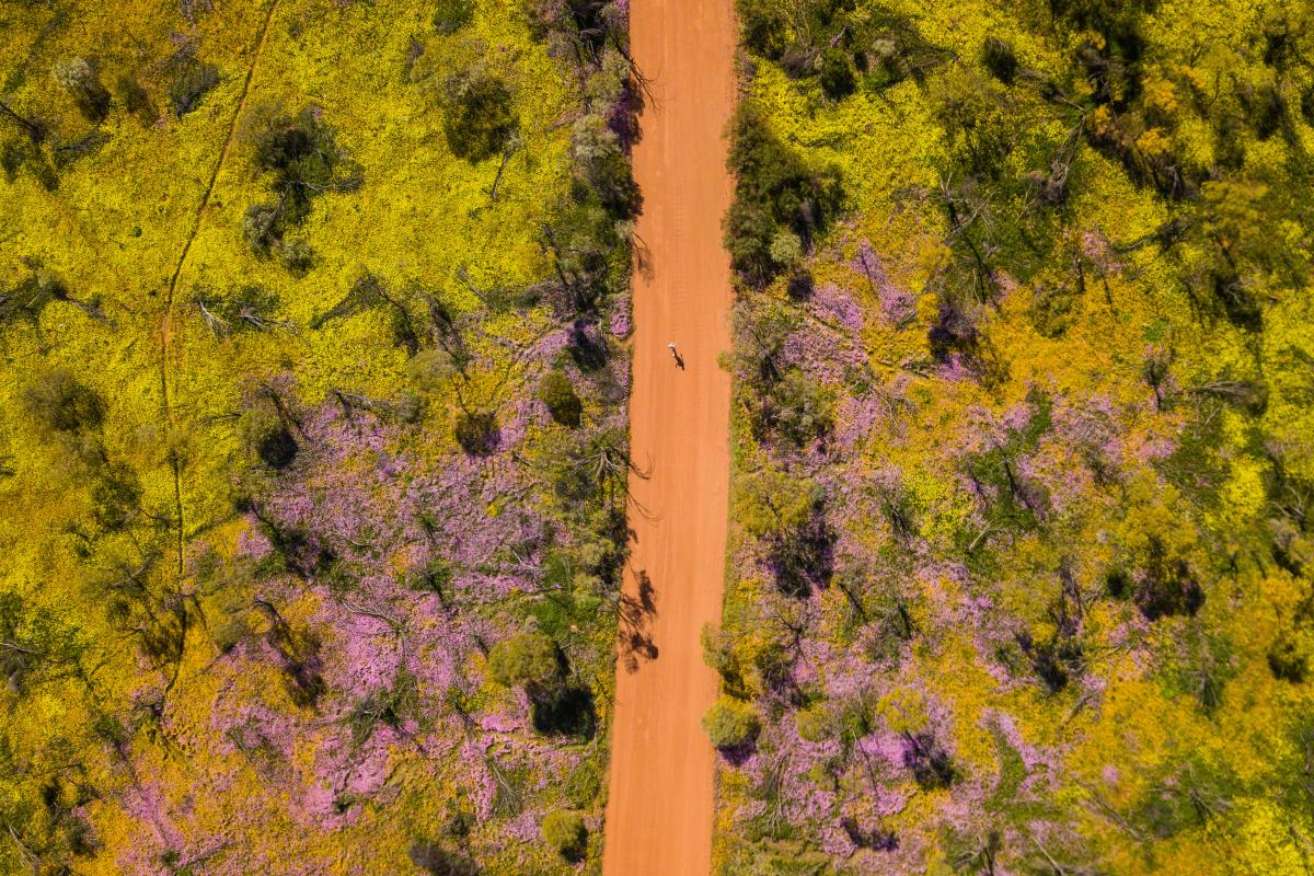 Bloom Festival (Image Credit: Western Australia)