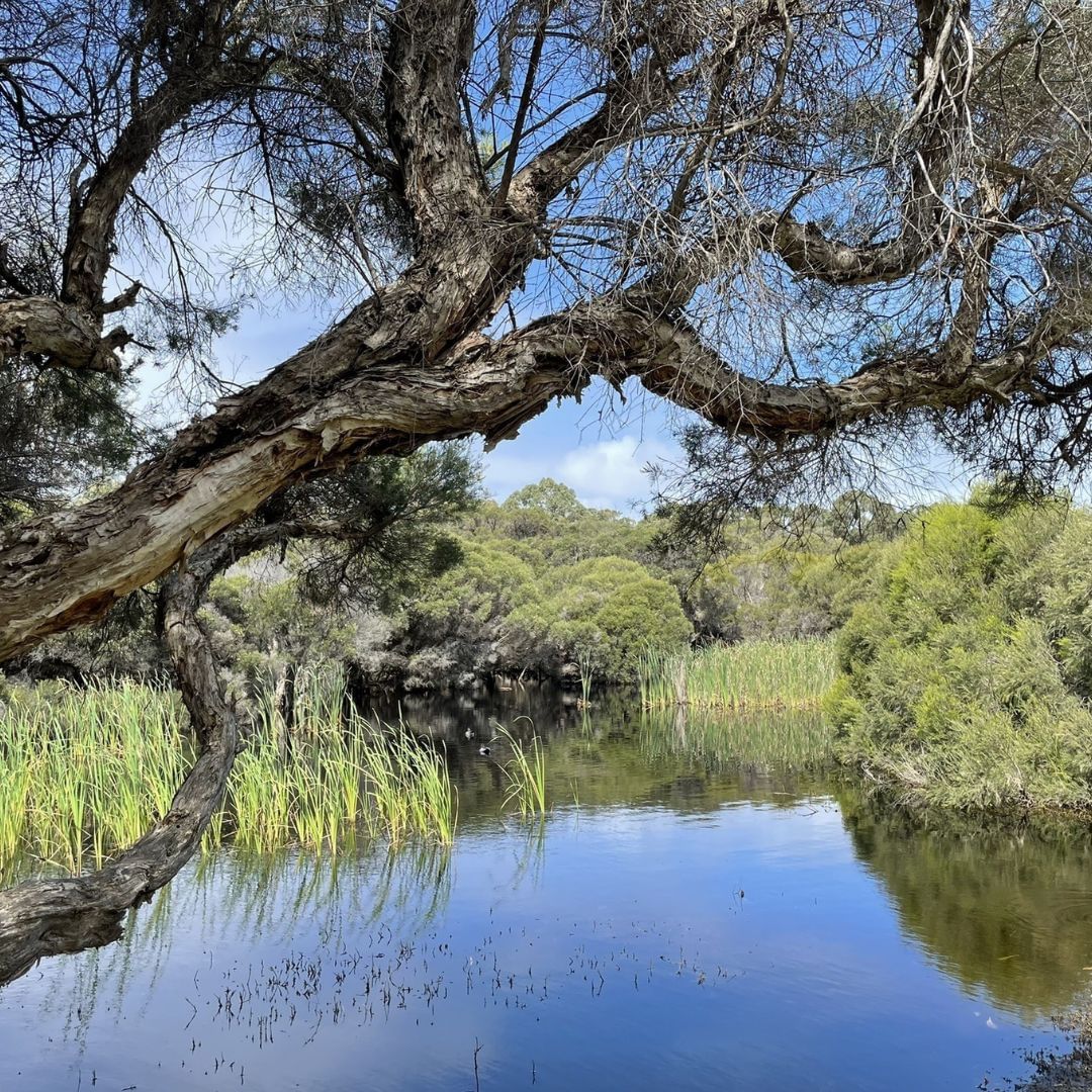 Star Swamp Bushland Reserve (Image Credit: Trails WA)