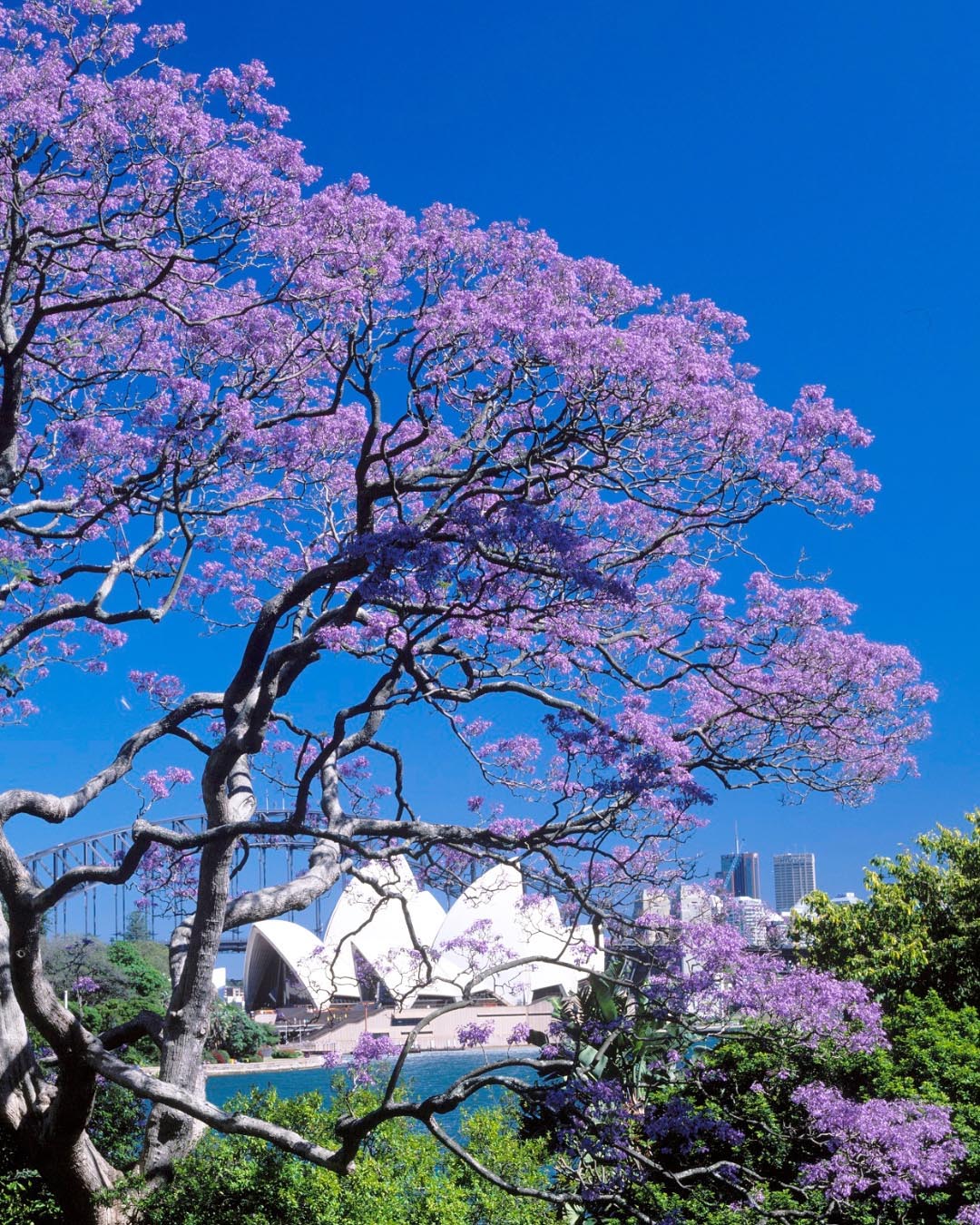 Royal Botanic Gardens