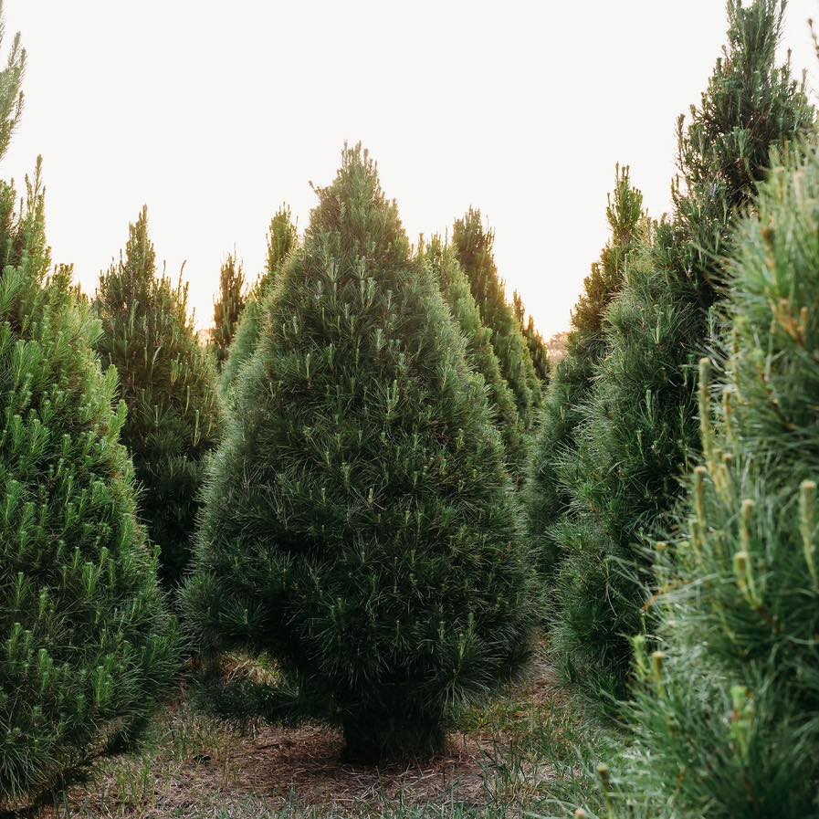Evergreen Christmas Trees