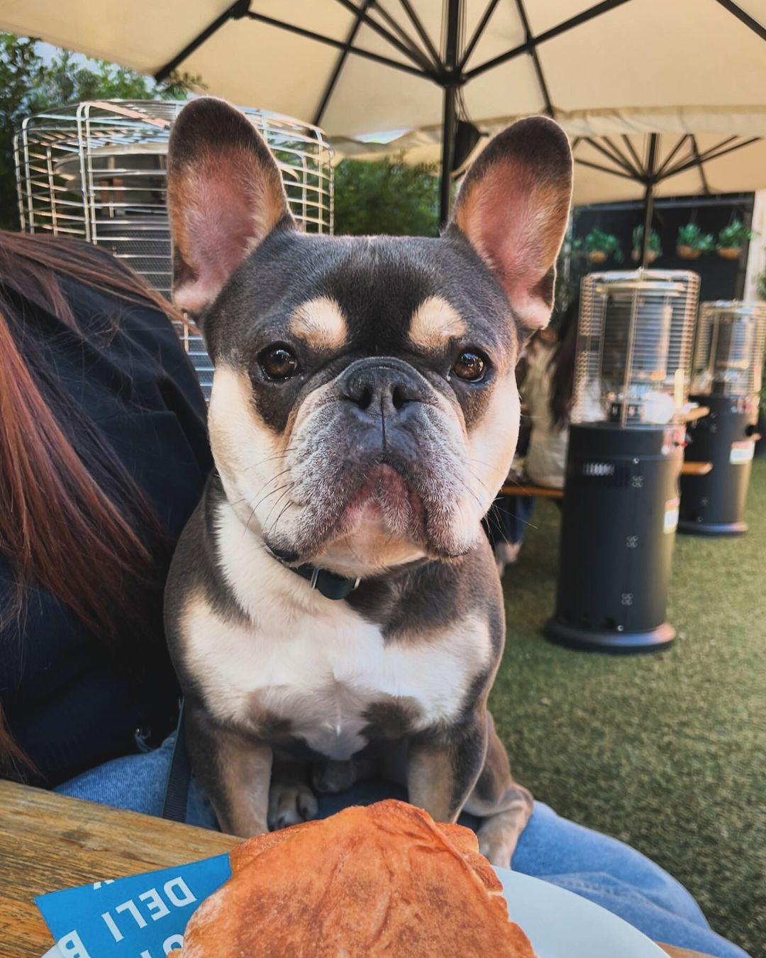 Deli Boy (Image Credit: @spud_thefrenchie_)