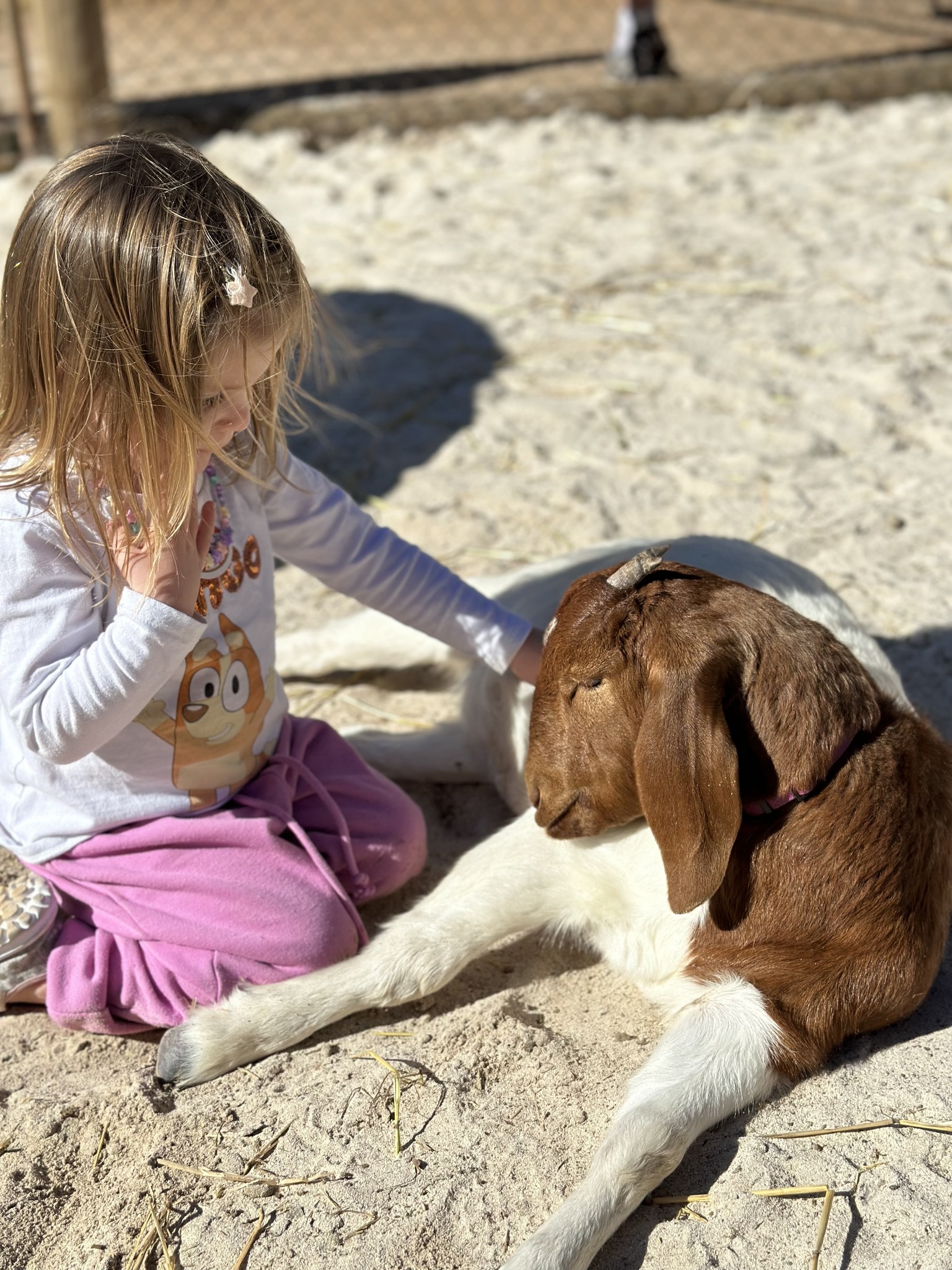 Swan Valley Cuddly Animal Farm