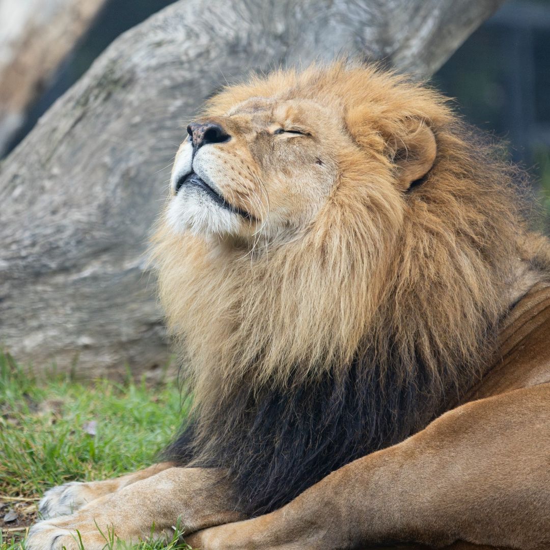 Melbourne Zoo
