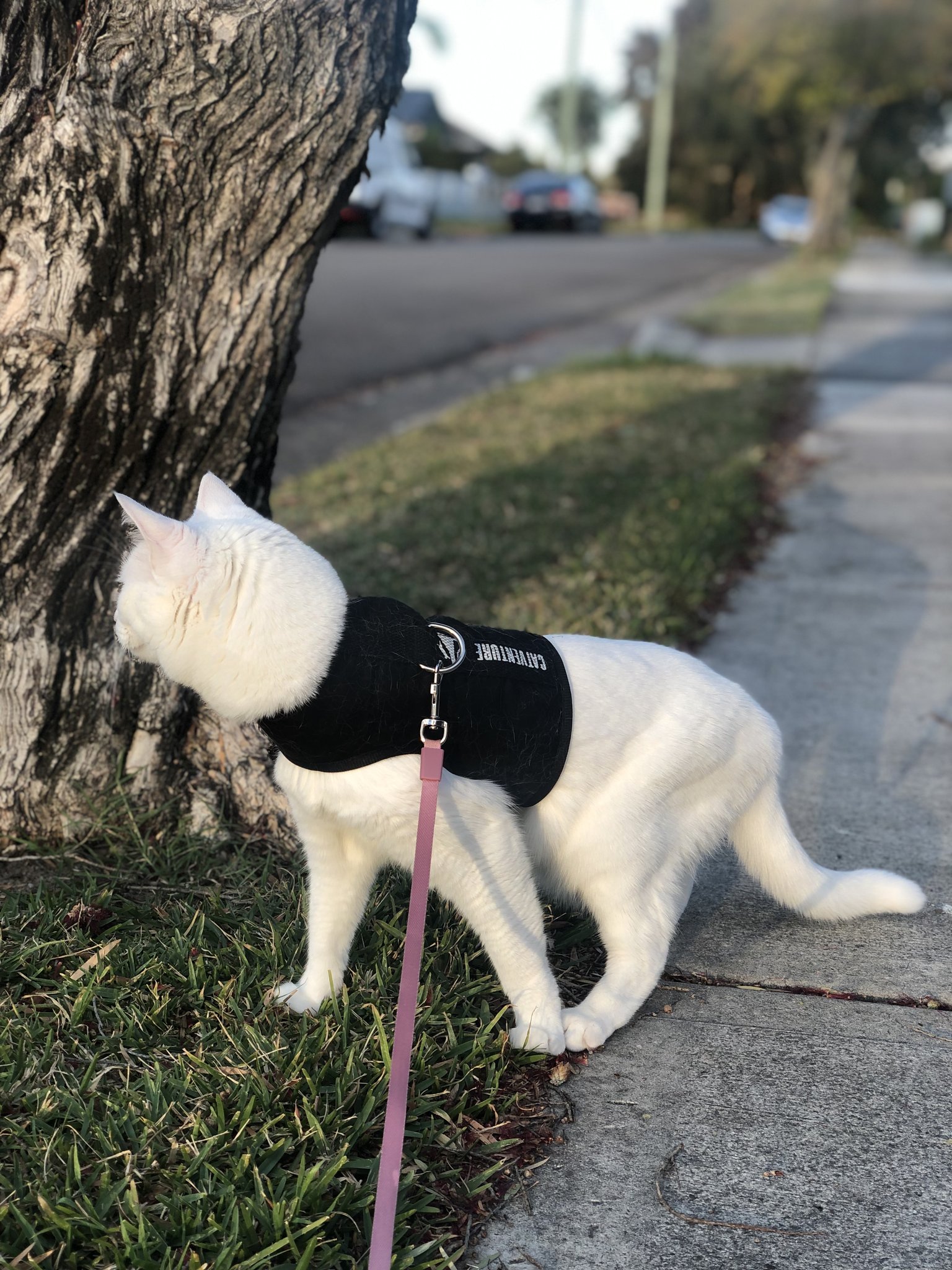 Cat Harness Australia 