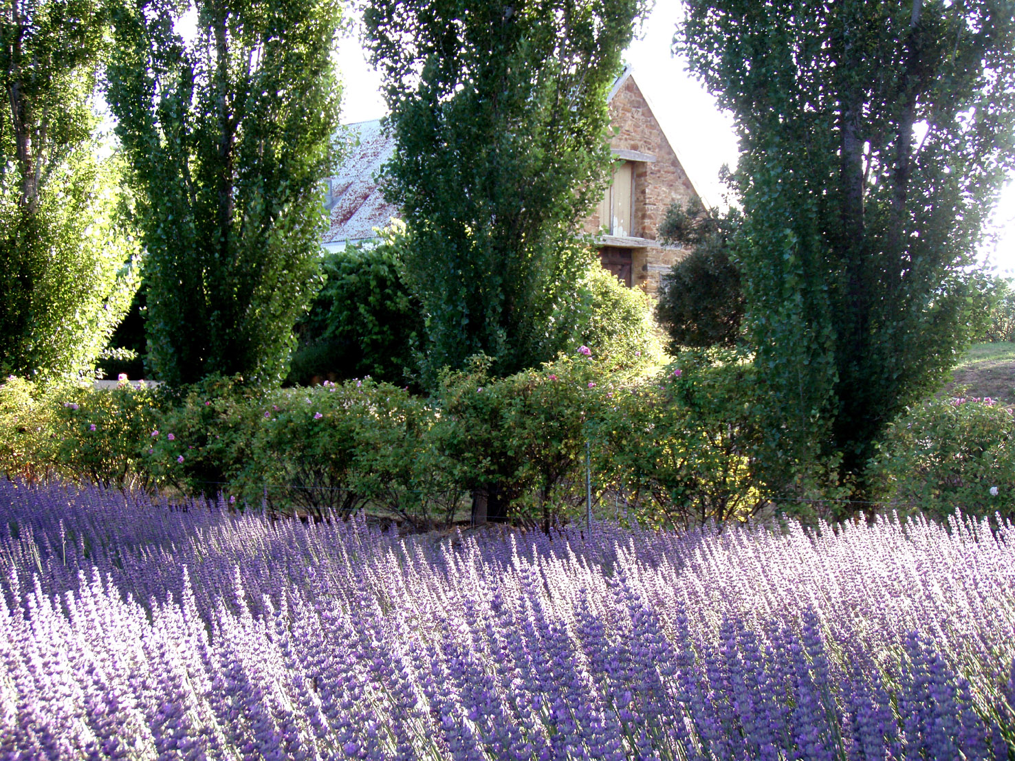 Lavandula Lavender Farm