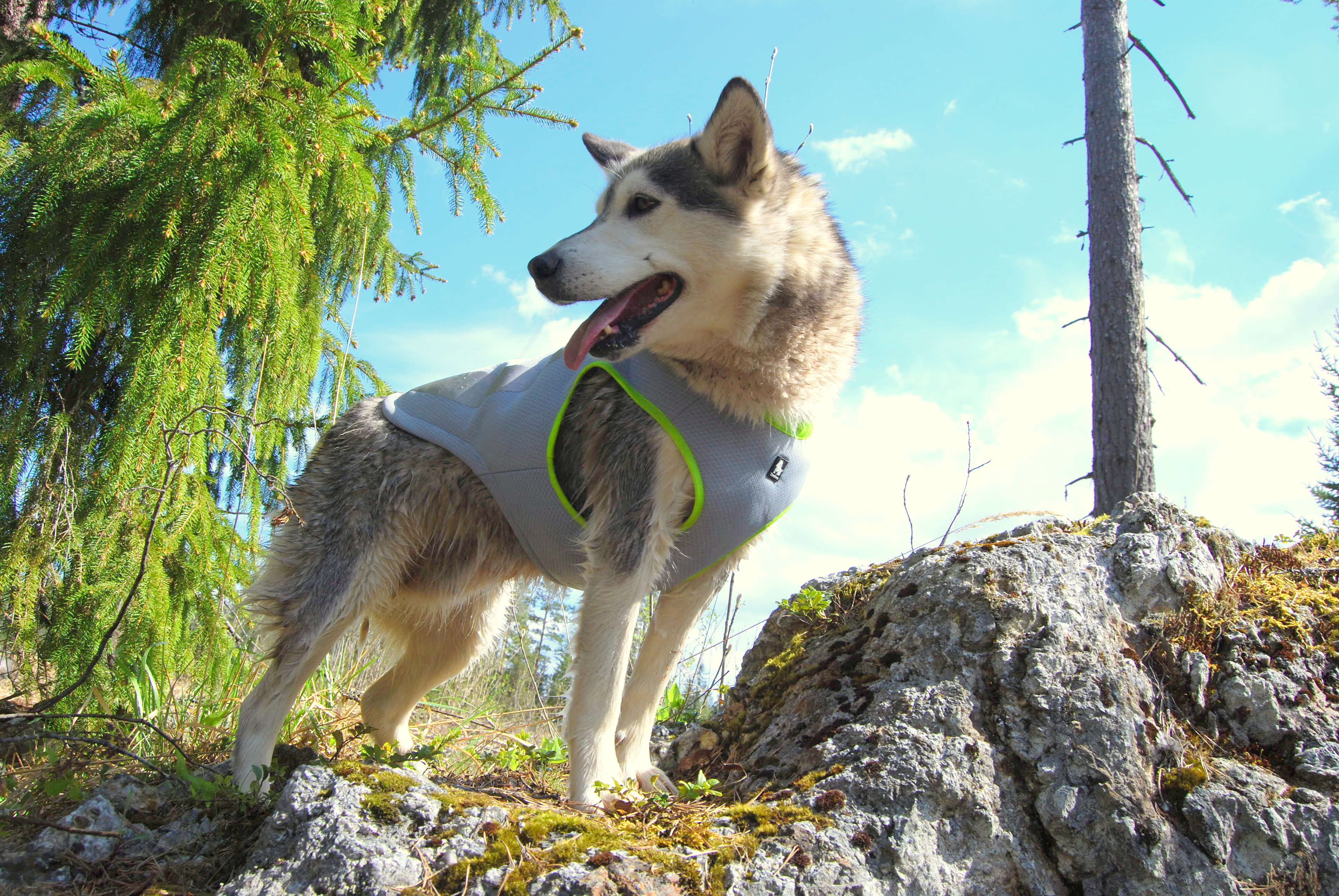 TrueLove Pet Cooling Vest 