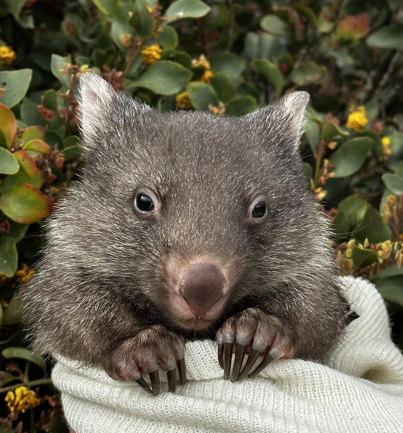 Tasmania Zoo
