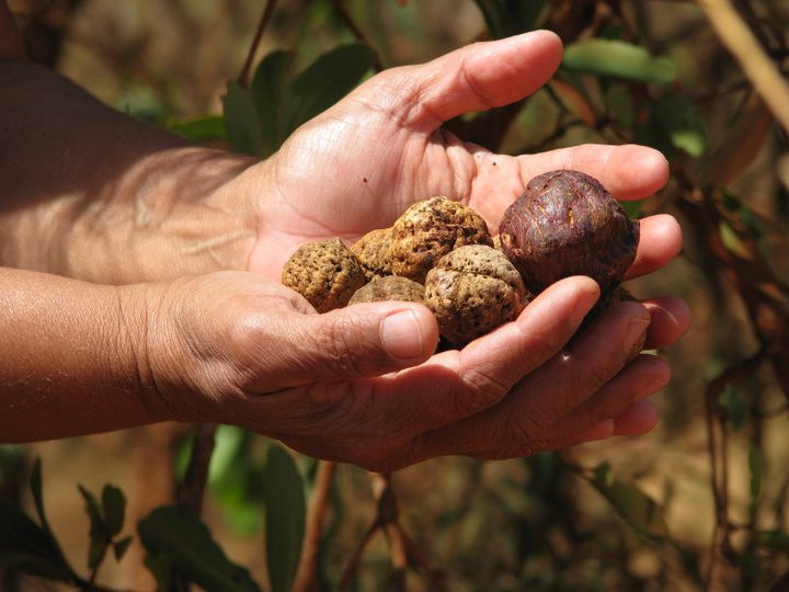 Mayi Harvests
