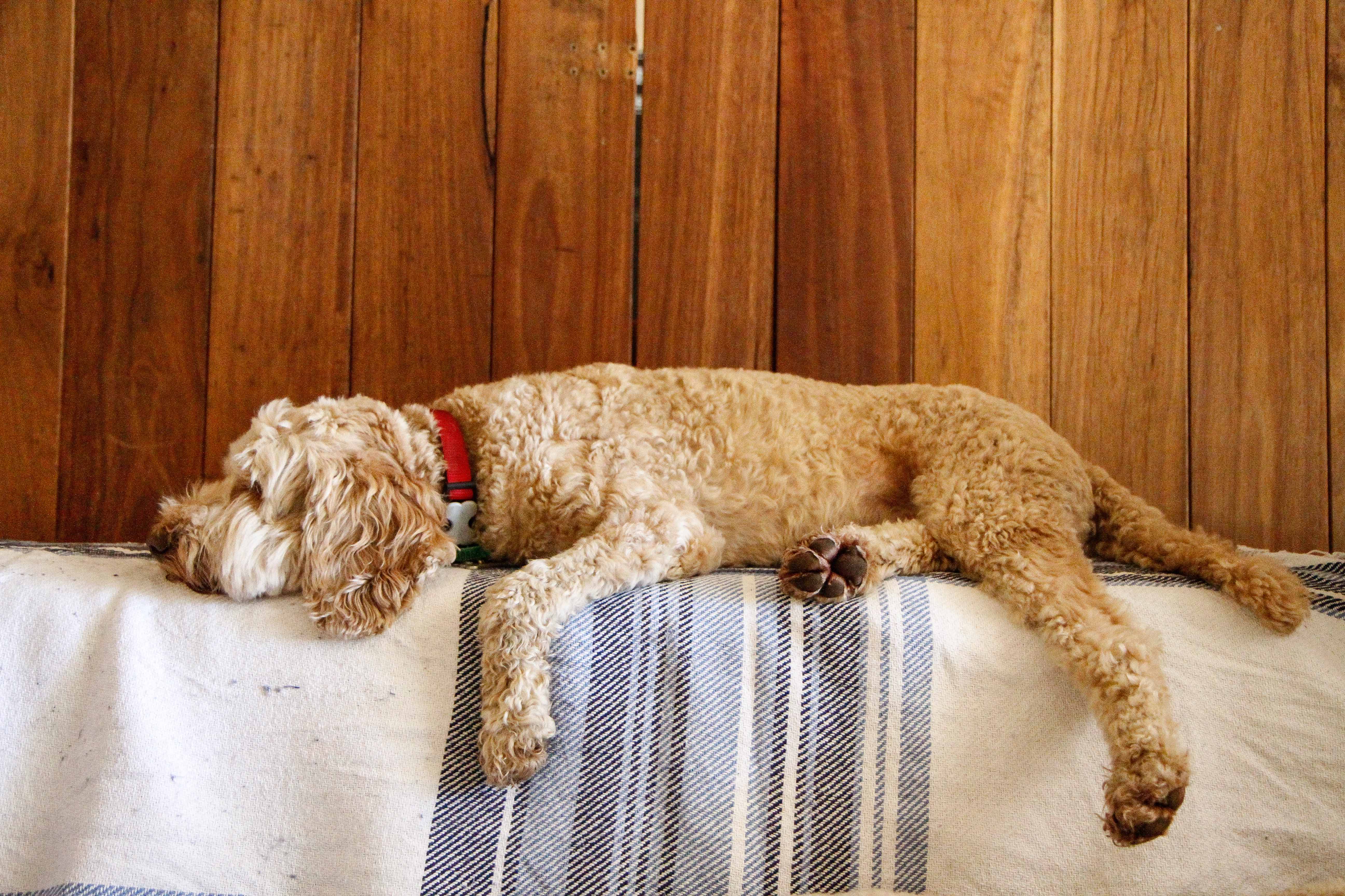 Dogue