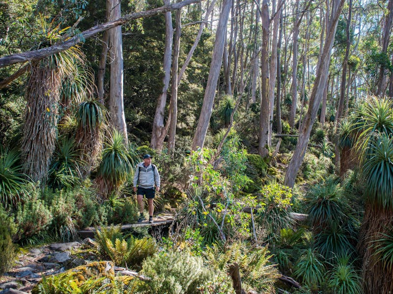 Pandani Grove in Mount Field National Park (Image Credit: Discover Tasmania)