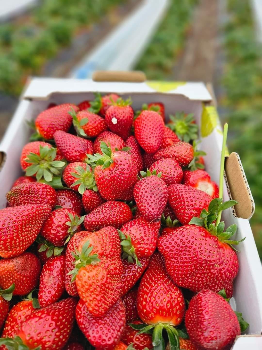Minh Tran's Strawberry Farm 