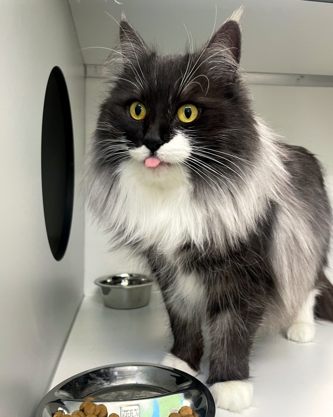 RSPCA