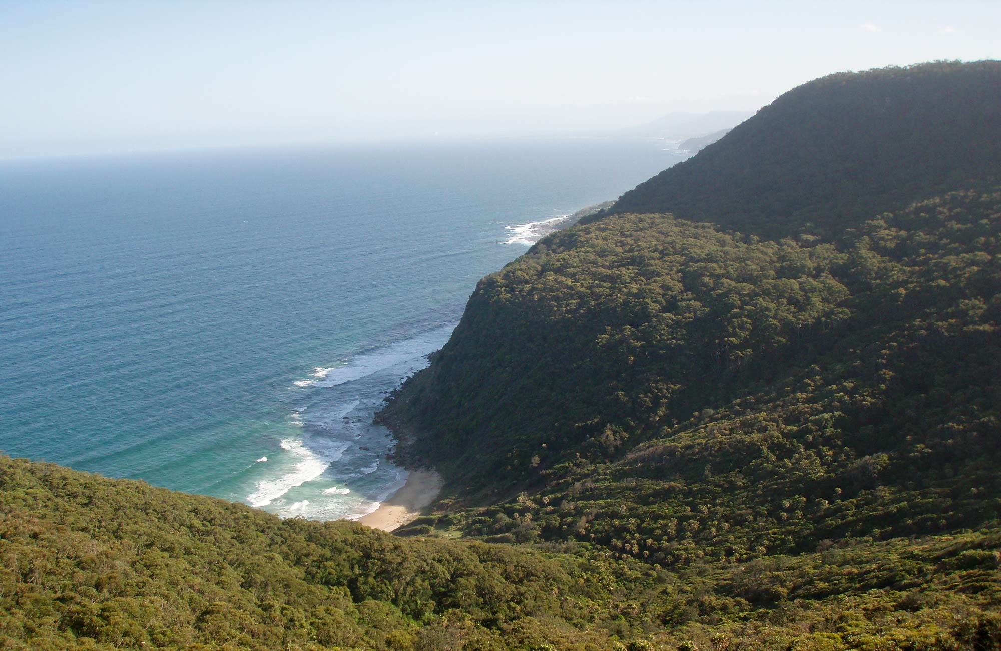 Palm Jungle Loop Track