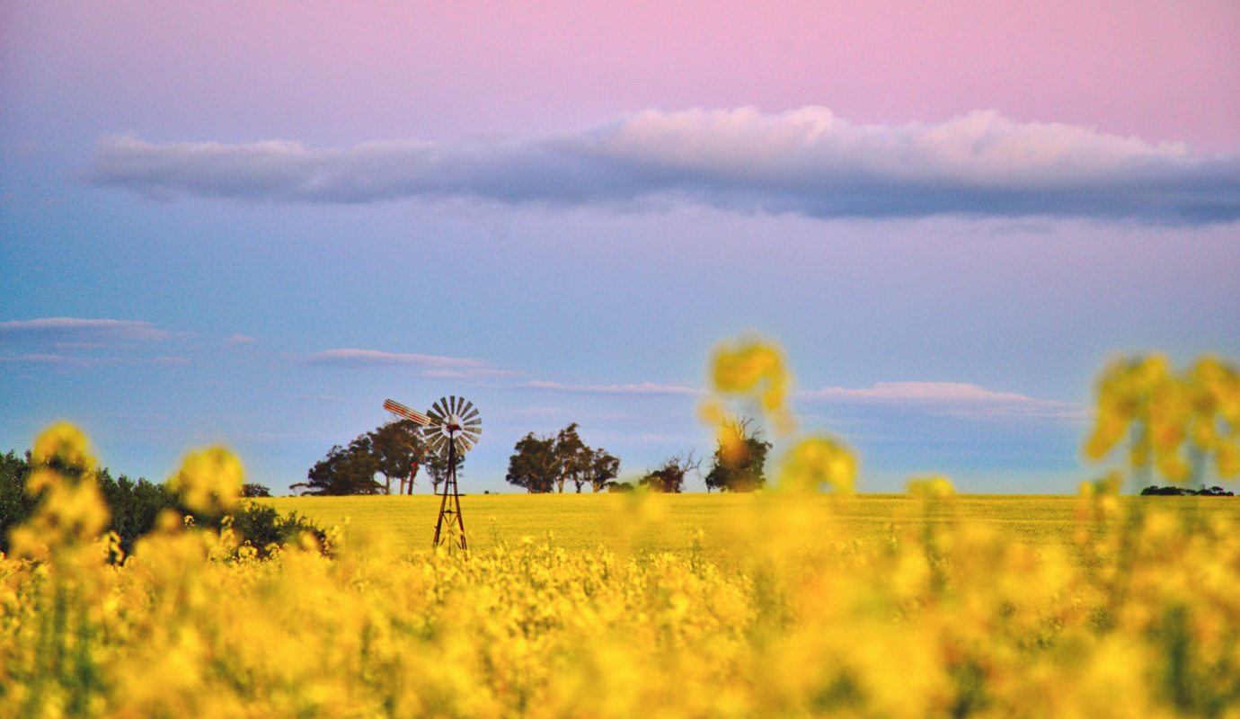 Canola Fields (Image Credit: Swifthound Photography)
