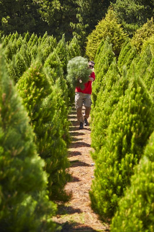 The Christmas Tree Farm Moorooduc